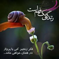 علیرضاغلامی متا