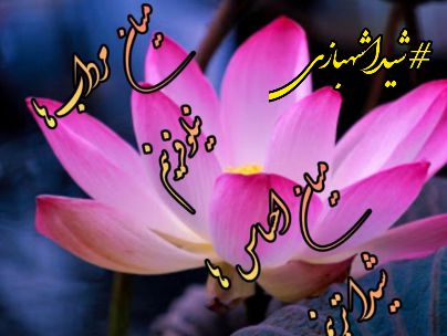شیدا شهبازی شیدا شهبازی