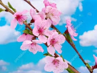 شکوفه امیدی(باران ) شکوفه امیدی(باران )
