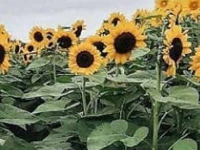 حسین رضایی
