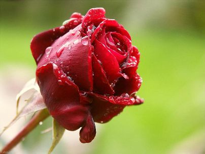 حسین موسوی حسین موسوی