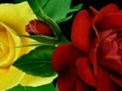شکوفه عیسوندمحمودی شکوفه عیسوندمحمودی