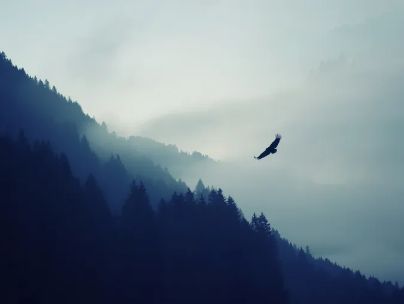 پژمان خلیلی پژمان خلیلی