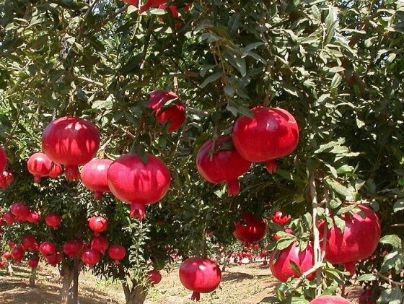  سیده شهربانو حاتمی