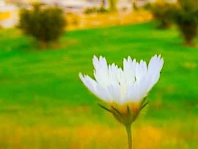علی احمدپور علی احمدپور