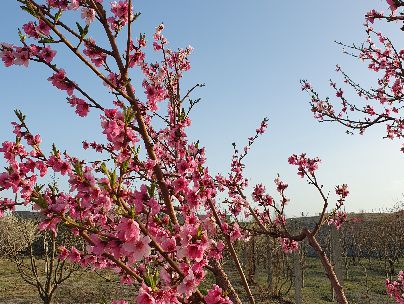 علس رستمی علس رستمی