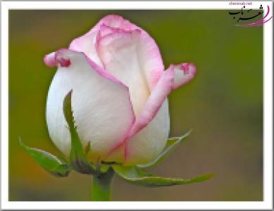 پروین حیدری پروین حیدری