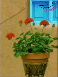 ندا یعقوبی ندا یعقوبی
