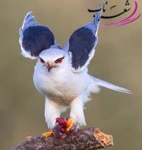 حمید ادیب حمید ادیب
