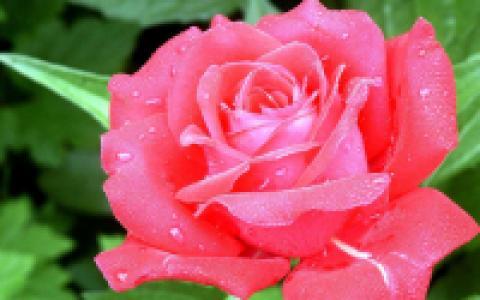 آوای نسیم آوای نسیم