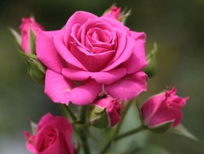 سید رضا کاظمی اندبیلی سید رضا کاظمی اندبیلی