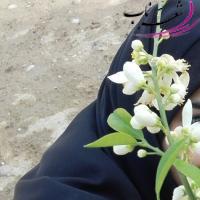 محبوبه تاجمیری محبوبه تاجمیری