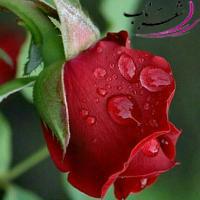 سمیرا_خوشرو سمیرا_خوشرو