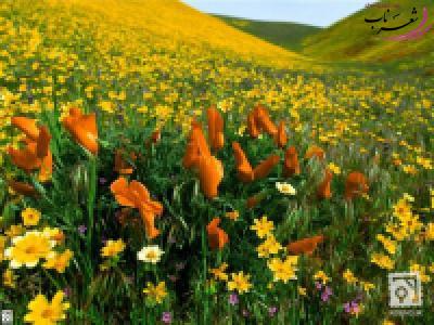 مهدی عظیمی مهدی عظیمی