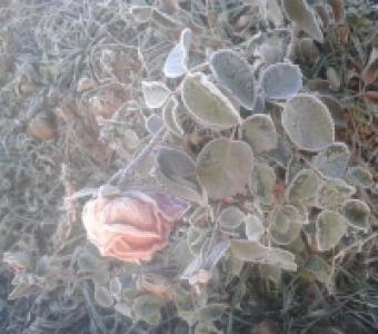 حسین گرجی حسین گرجی