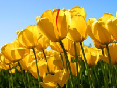 عبدالوهاب شیرودی عبدالوهاب شیرودی